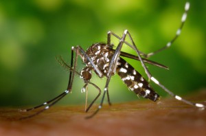 Aedes albopictus. Foto: James Gathany (licencvia CC)