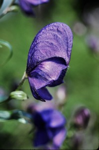 Aconitum napellus. Foto: Schnobby (licencia CC)