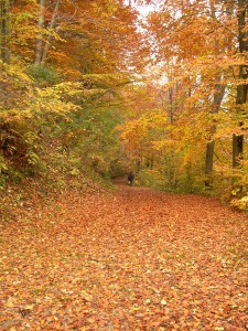 Bosque en otoño. Foto: Archenzo (licencia CC)