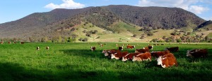 Cows_in_green_field_-_nullamunjie_olive_grove03