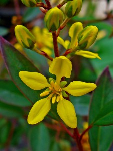 Galphimia glauca. Foto: H. Zell (licencia CC)