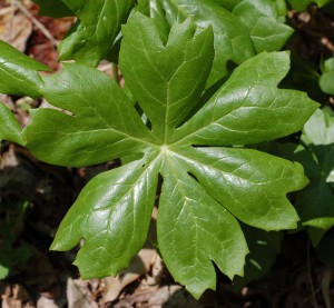 Podophylum peltatum. Foto: Derek Ramsey