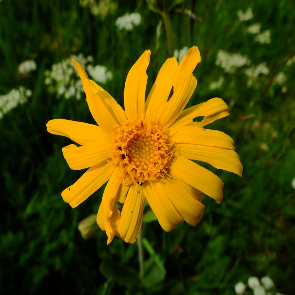 Capítulo de Arnica montana. Foto: Gbrocker (licencia CC)