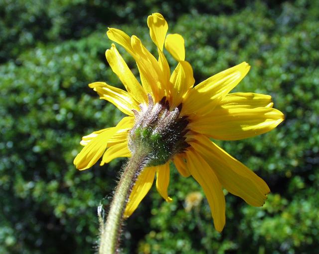 Arnica montana. Foto: Henry Brisse (licencia CC)