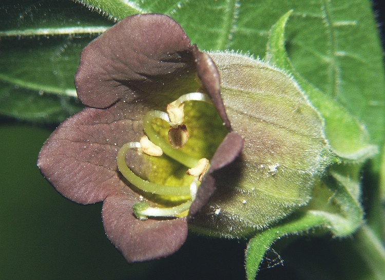 Atropa belladonna: Foto: BerndH (licencia CC)