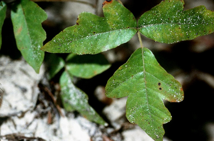 Toxicodendron_pubescens-Robert-H-Mohlenbrock-USDA SCS