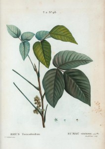 Toxicodendron pubescens. Ilustración de Pierre-Joseph Redouté