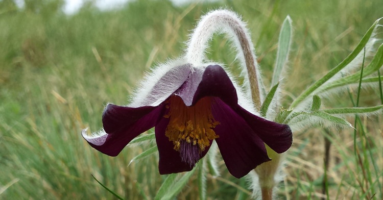 Pulsatilla: Foto: Stefan Lefnaer (licencia CC)