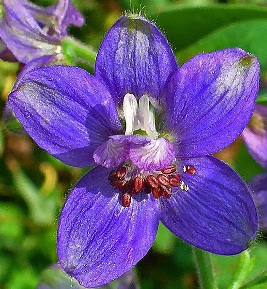 Delphinium_staphisagria_HZell