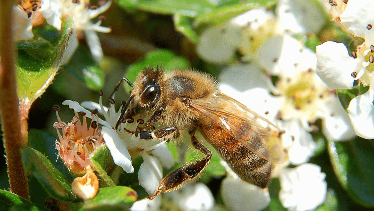 Apis-mellifera-luc-viatour