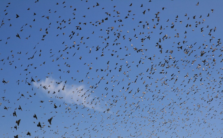 Sturnus_vulgaris_in_Napa_Valley-Brocken Inaglory