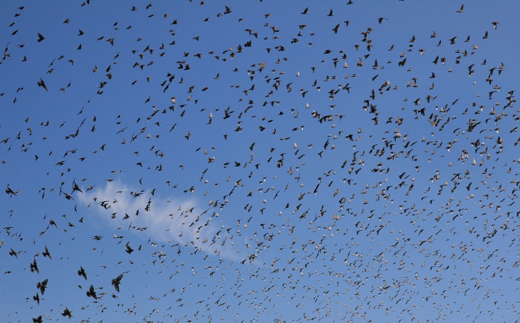 Sturnus_vulgaris_in_Napa_Valley-Brocken Inaglory